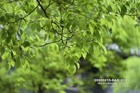 樟樹葉功效|樟樹葉的功效:祛風,除濕,解毒,殺蟲,主風濕痹痛